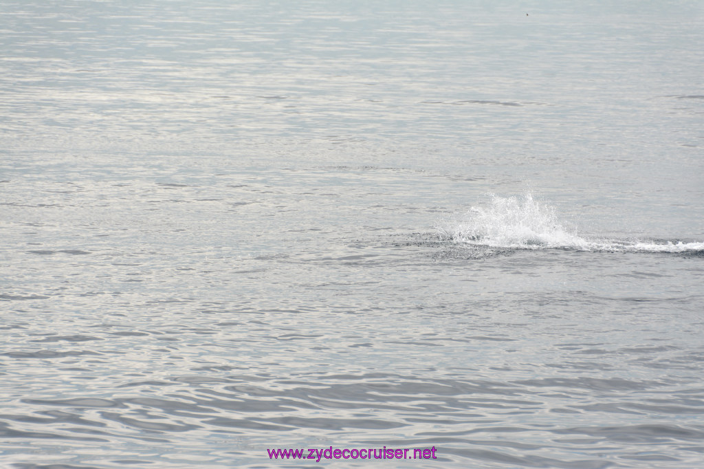 152: Carnival Inspiration, Catalina Island, Coastal Wild Dolphin Adventure, 