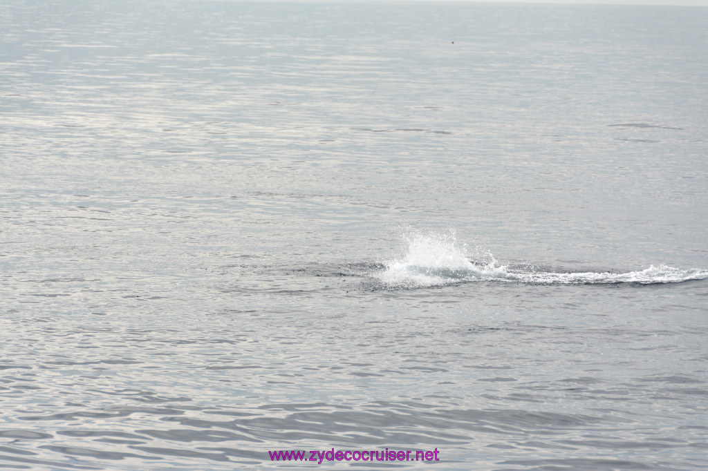 153: Carnival Inspiration, Catalina Island, Coastal Wild Dolphin Adventure, 