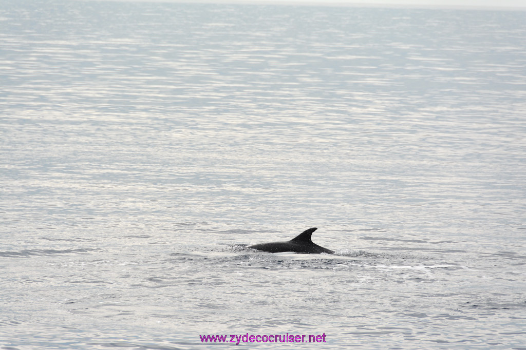 156: Carnival Inspiration, Catalina Island, Coastal Wild Dolphin Adventure, 