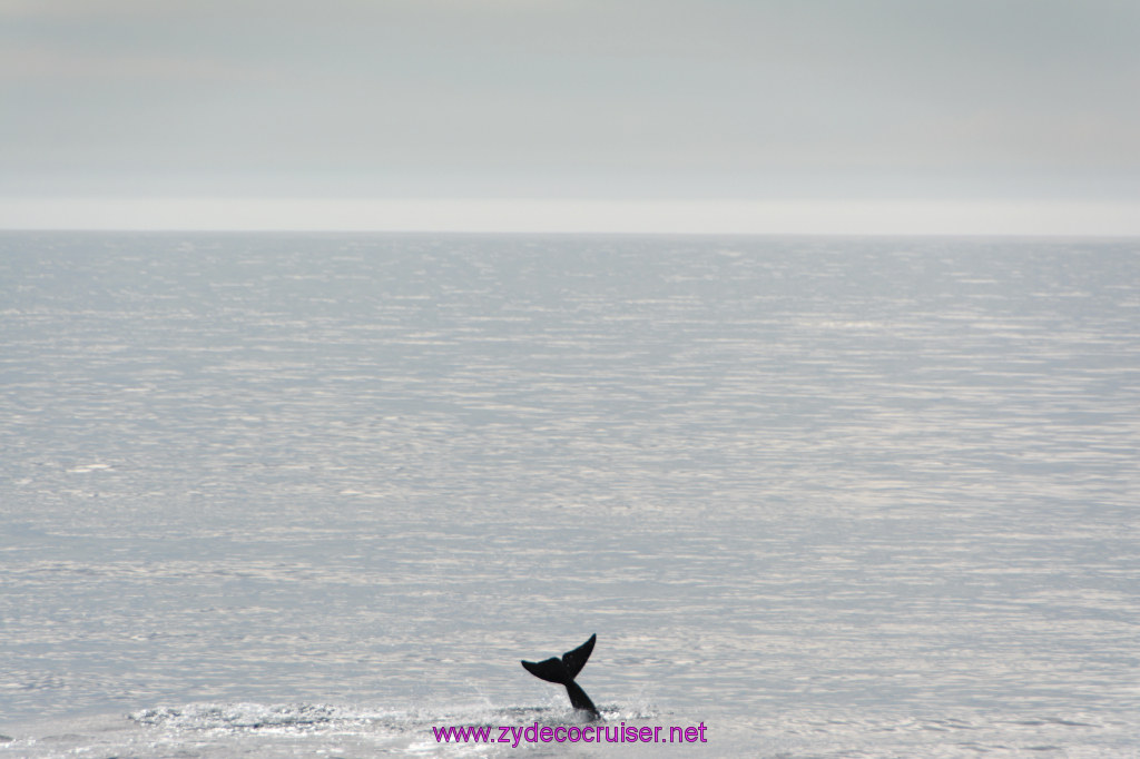 157: Carnival Inspiration, Catalina Island, Coastal Wild Dolphin Adventure, 