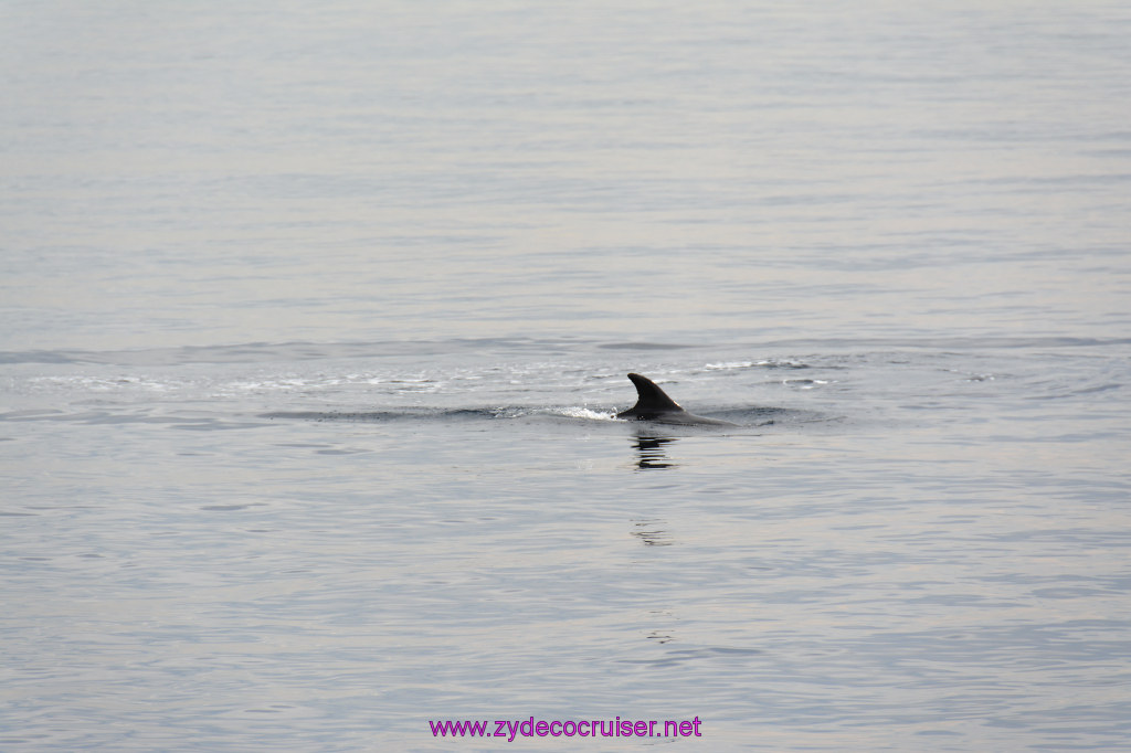 158: Carnival Inspiration, Catalina Island, Coastal Wild Dolphin Adventure, 