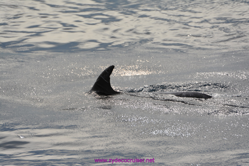 159: Carnival Inspiration, Catalina Island, Coastal Wild Dolphin Adventure, 