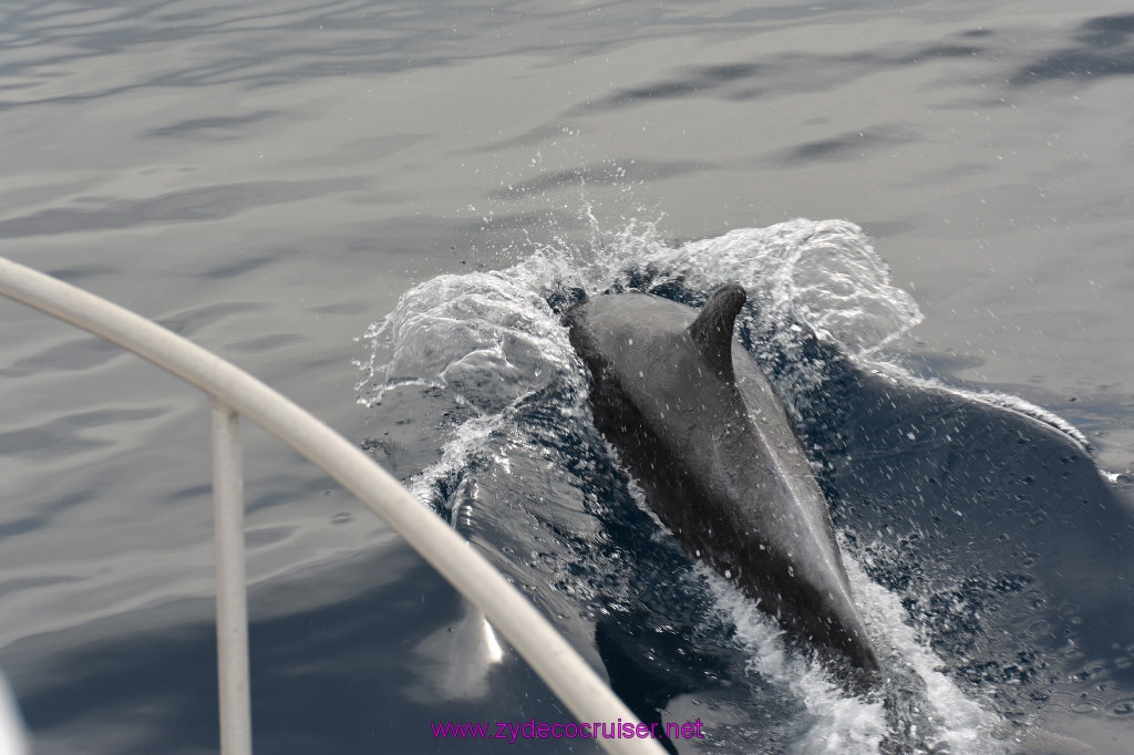 163: Carnival Inspiration, Catalina Island, Coastal Wild Dolphin Adventure, 