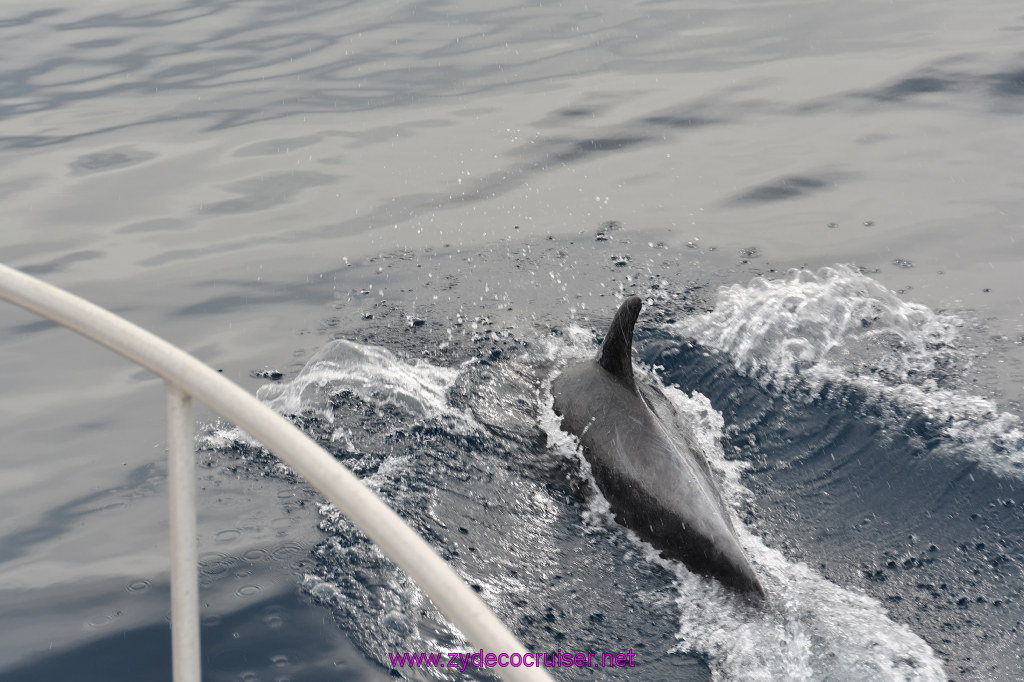 164: Carnival Inspiration, Catalina Island, Coastal Wild Dolphin Adventure, 