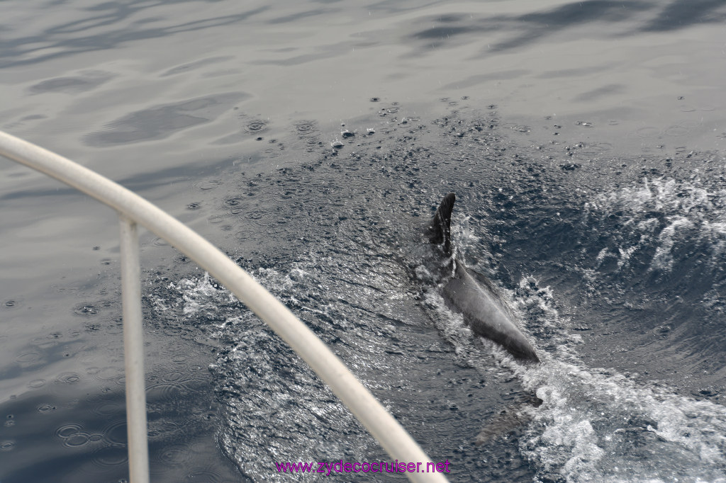 165: Carnival Inspiration, Catalina Island, Coastal Wild Dolphin Adventure, 