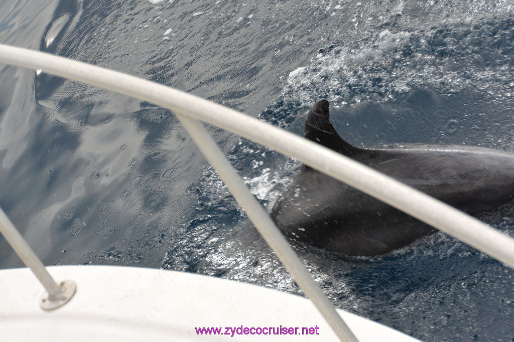 167: Carnival Inspiration, Catalina Island, Coastal Wild Dolphin Adventure, 