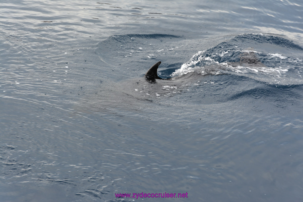 168: Carnival Inspiration, Catalina Island, Coastal Wild Dolphin Adventure, 