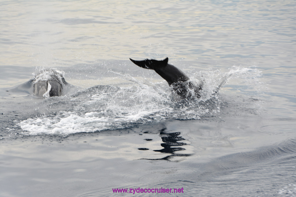 171: Carnival Inspiration, Catalina Island, Coastal Wild Dolphin Adventure, 
