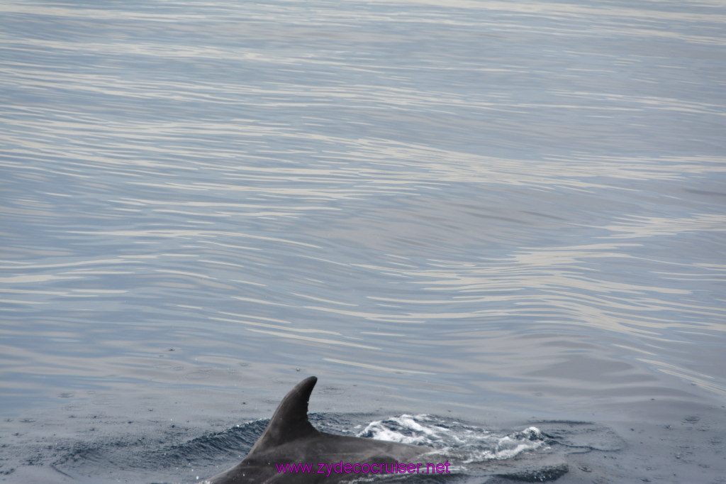 176: Carnival Inspiration, Catalina Island, Coastal Wild Dolphin Adventure, 