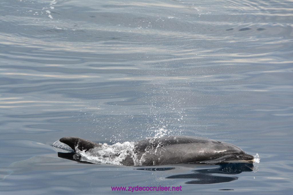 178: Carnival Inspiration, Catalina Island, Coastal Wild Dolphin Adventure, 