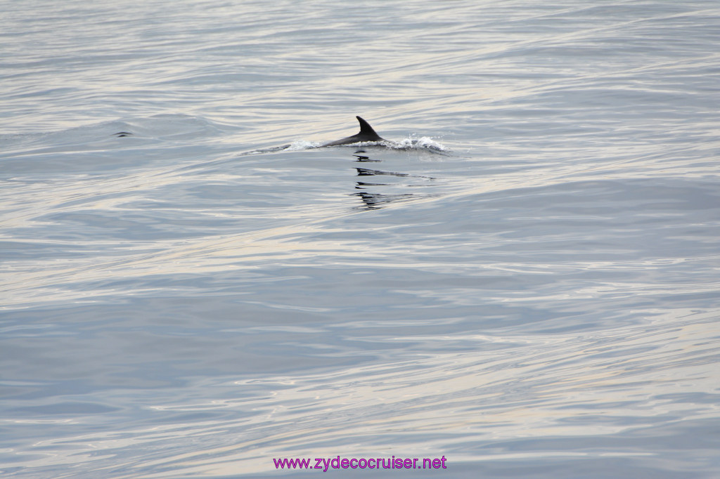 183: Carnival Inspiration, Catalina Island, Coastal Wild Dolphin Adventure, 