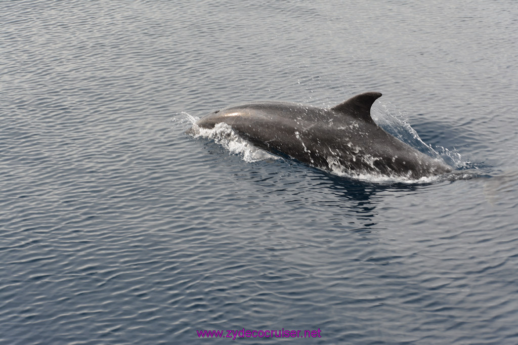 187: Carnival Inspiration, Catalina Island, Coastal Wild Dolphin Adventure, 