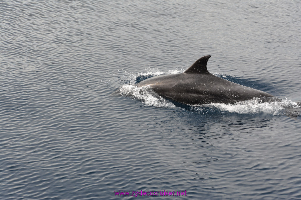 188: Carnival Inspiration, Catalina Island, Coastal Wild Dolphin Adventure, 