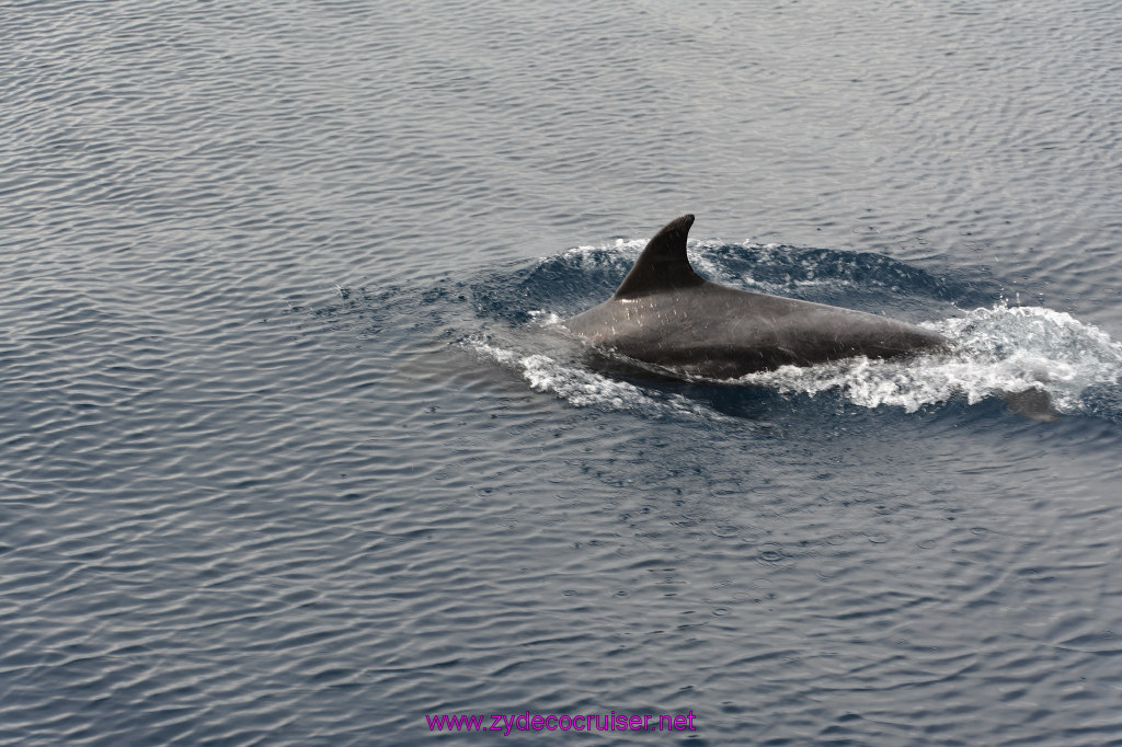 189: Carnival Inspiration, Catalina Island, Coastal Wild Dolphin Adventure, 