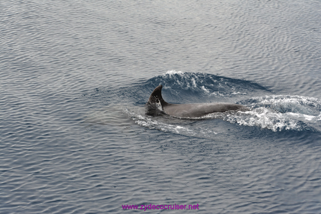 190: Carnival Inspiration, Catalina Island, Coastal Wild Dolphin Adventure, 