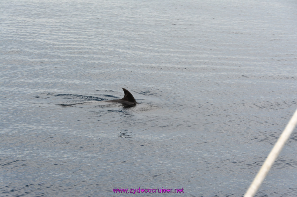 192: Carnival Inspiration, Catalina Island, Coastal Wild Dolphin Adventure, 