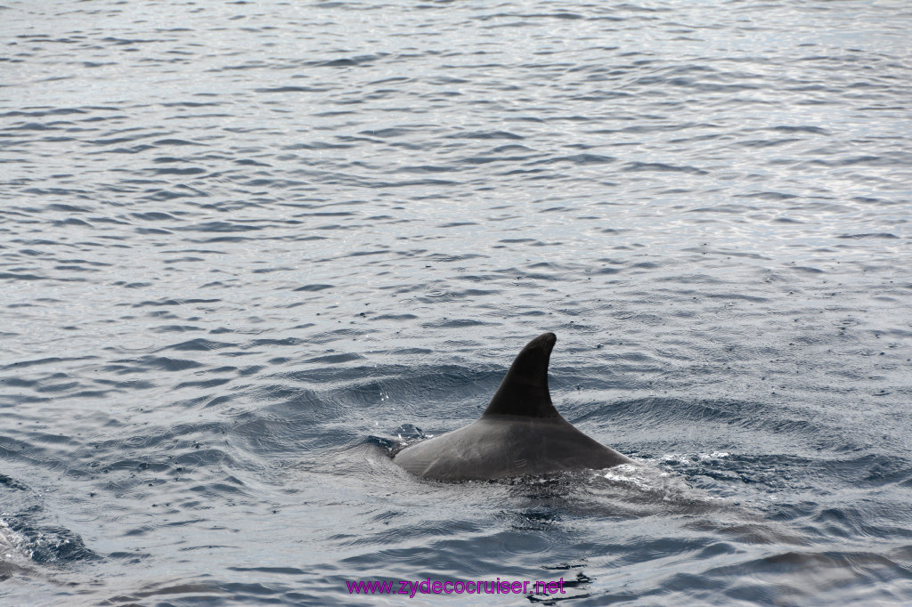 194: Carnival Inspiration, Catalina Island, Coastal Wild Dolphin Adventure, 