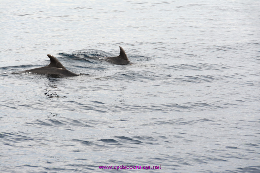 213: Carnival Inspiration, Catalina Island, Coastal Wild Dolphin Adventure, 