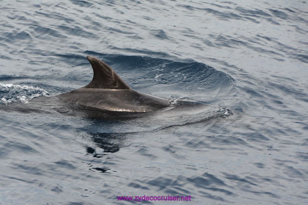 214: Carnival Inspiration, Catalina Island, Coastal Wild Dolphin Adventure, 