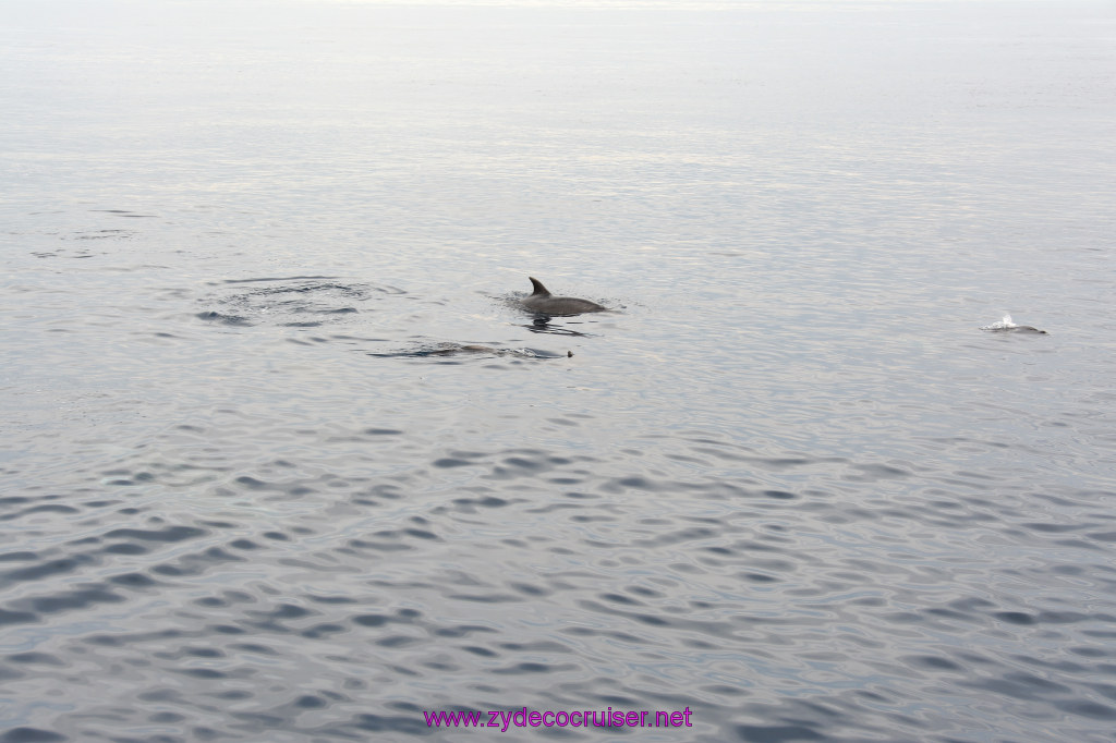 217: Carnival Inspiration, Catalina Island, Coastal Wild Dolphin Adventure, 