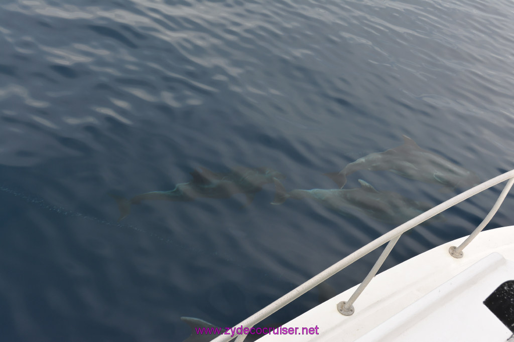220: Carnival Inspiration, Catalina Island, Coastal Wild Dolphin Adventure, 