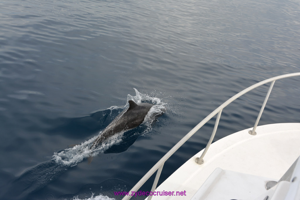 221: Carnival Inspiration, Catalina Island, Coastal Wild Dolphin Adventure, 