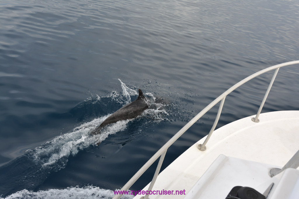 222: Carnival Inspiration, Catalina Island, Coastal Wild Dolphin Adventure, 