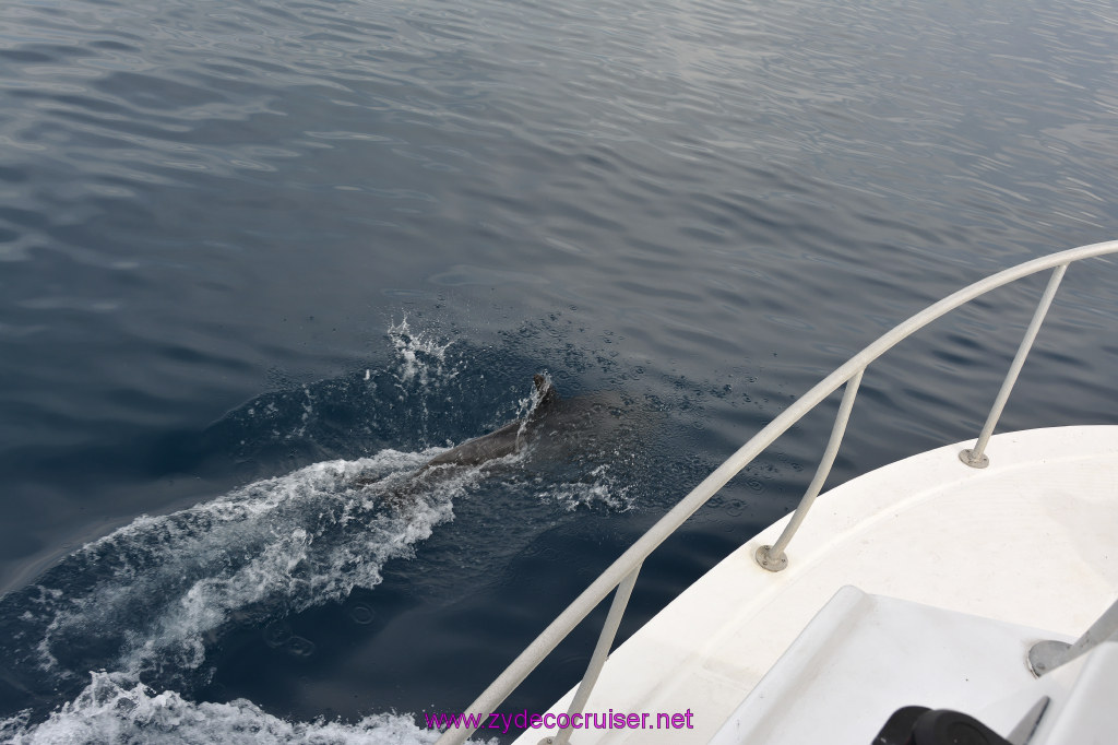 223: Carnival Inspiration, Catalina Island, Coastal Wild Dolphin Adventure, 