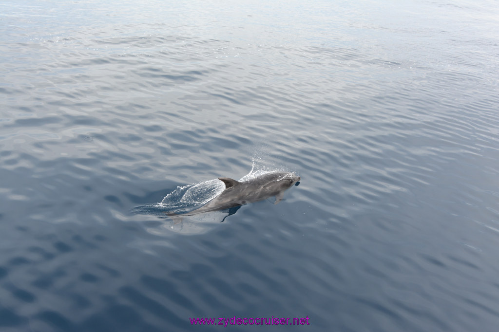225: Carnival Inspiration, Catalina Island, Coastal Wild Dolphin Adventure, 