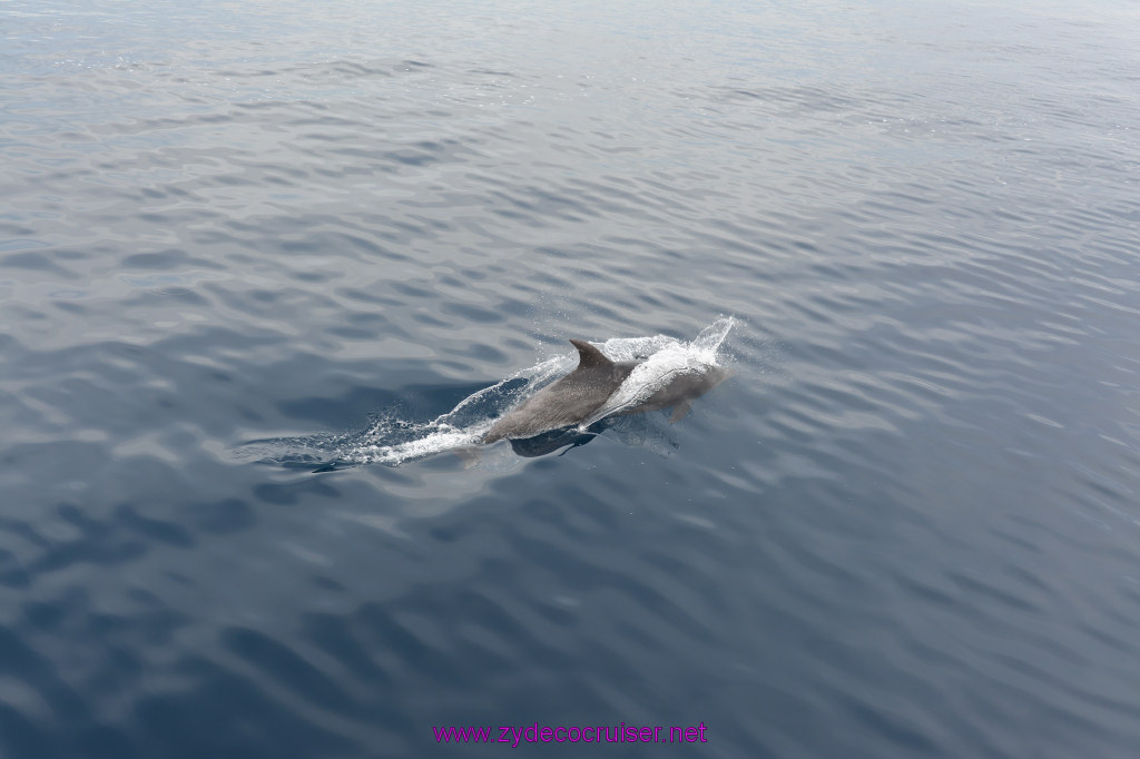 226: Carnival Inspiration, Catalina Island, Coastal Wild Dolphin Adventure, 