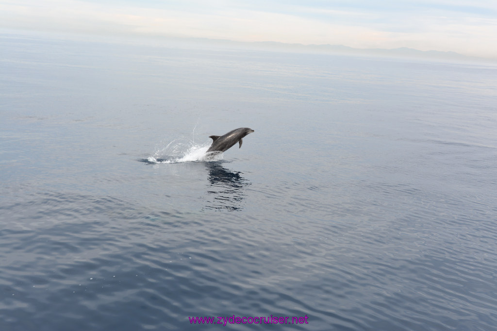 230: Carnival Inspiration, Catalina Island, Coastal Wild Dolphin Adventure, 