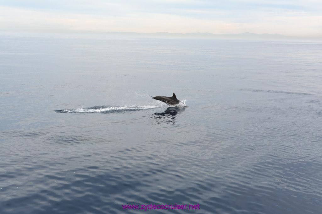 231: Carnival Inspiration, Catalina Island, Coastal Wild Dolphin Adventure, 