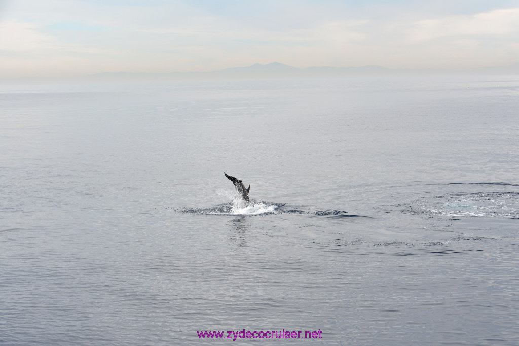 241: Carnival Inspiration, Catalina Island, Coastal Wild Dolphin Adventure, 