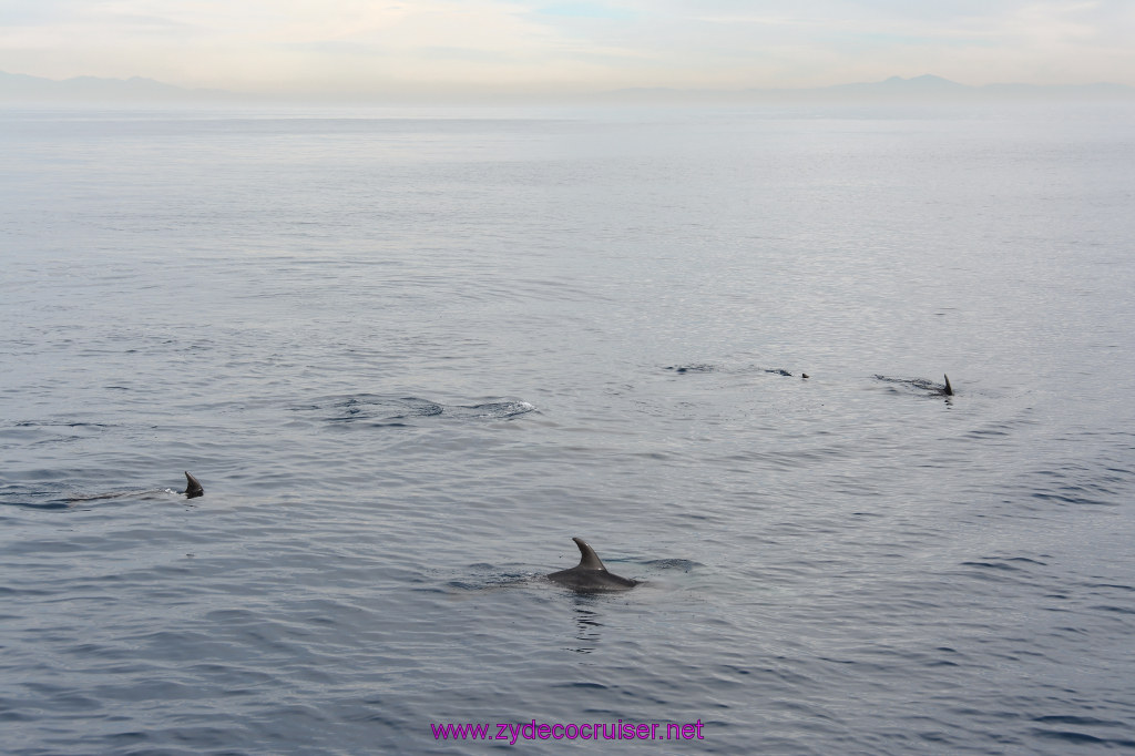 245: Carnival Inspiration, Catalina Island, Coastal Wild Dolphin Adventure, 