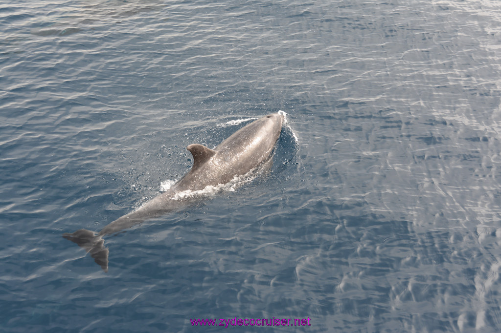 250: Carnival Inspiration, Catalina Island, Coastal Wild Dolphin Adventure, 