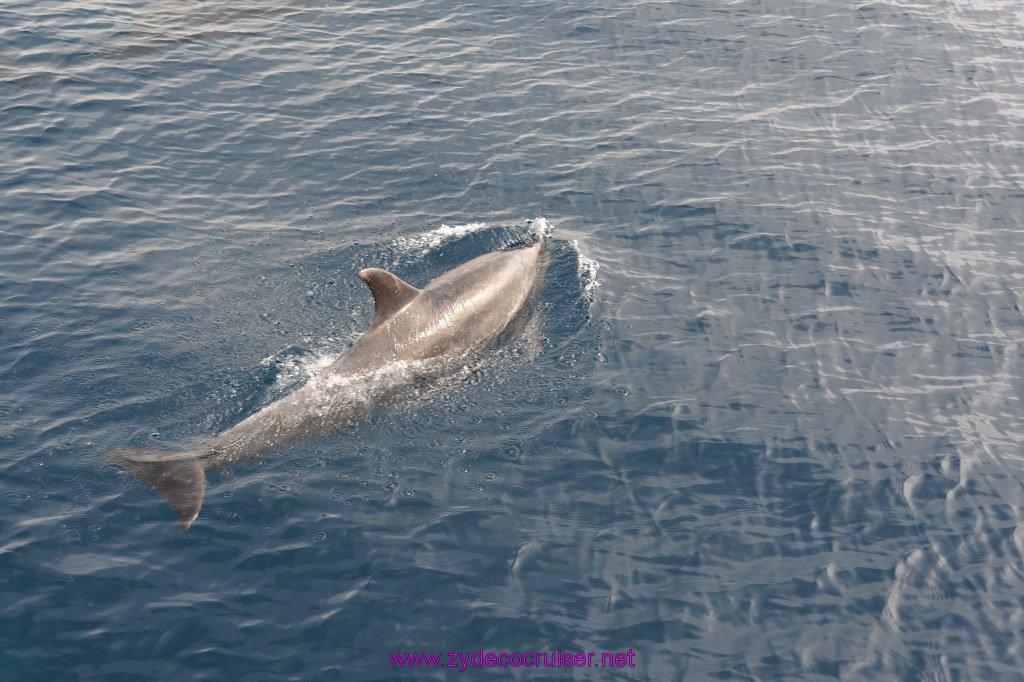 251: Carnival Inspiration, Catalina Island, Coastal Wild Dolphin Adventure, 