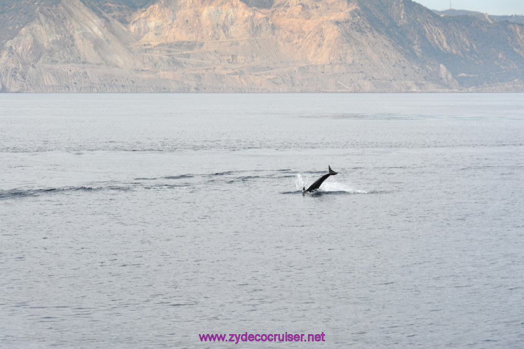 256: Carnival Inspiration, Catalina Island, Coastal Wild Dolphin Adventure, 