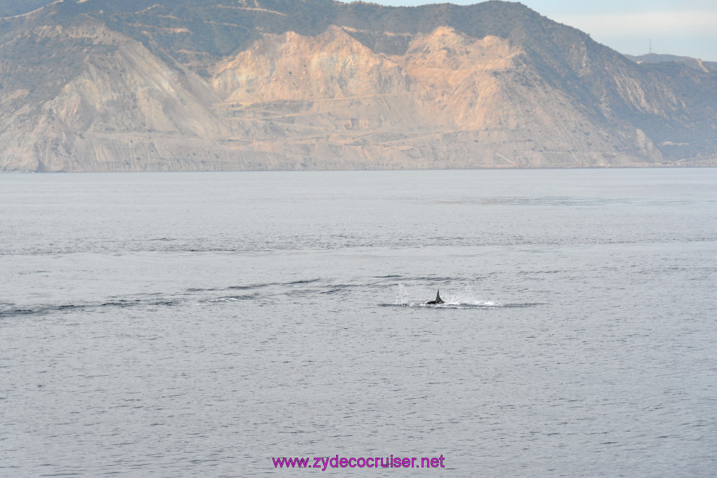 257: Carnival Inspiration, Catalina Island, Coastal Wild Dolphin Adventure, 