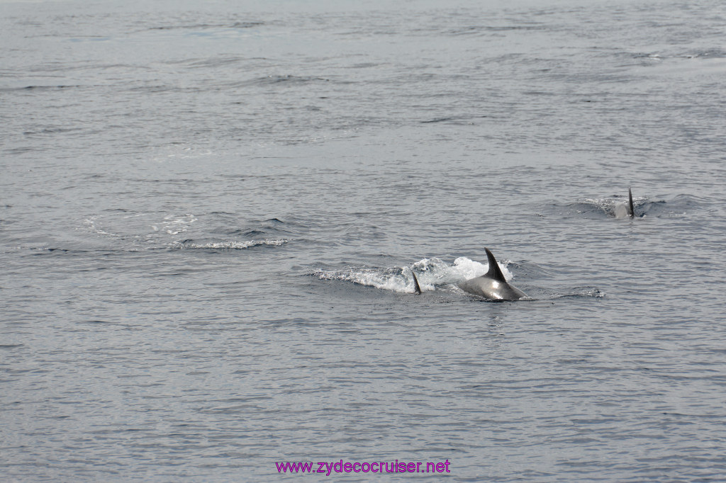 258: Carnival Inspiration, Catalina Island, Coastal Wild Dolphin Adventure, 