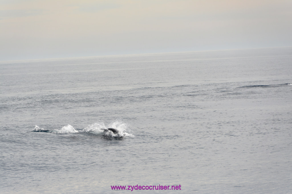 263: Carnival Inspiration, Catalina Island, Coastal Wild Dolphin Adventure, 