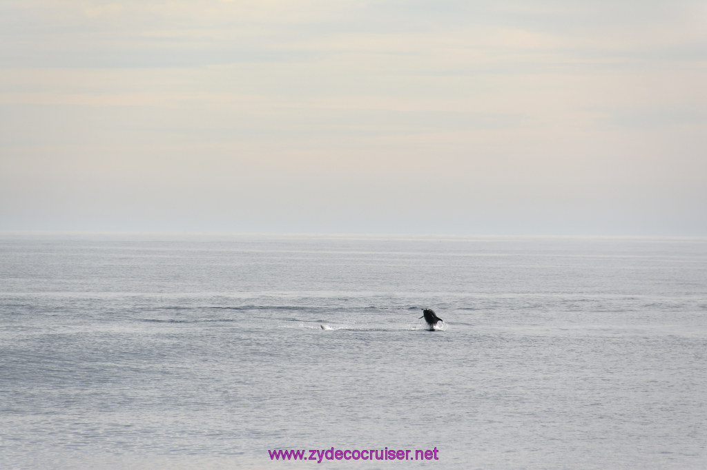 266: Carnival Inspiration, Catalina Island, Coastal Wild Dolphin Adventure, 