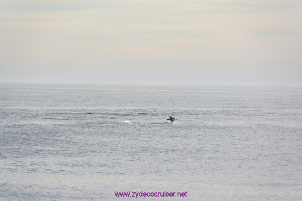 267: Carnival Inspiration, Catalina Island, Coastal Wild Dolphin Adventure, 