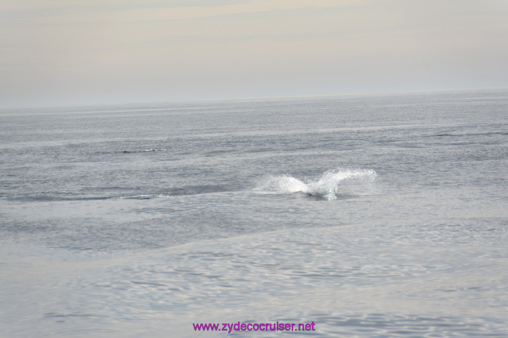 269: Carnival Inspiration, Catalina Island, Coastal Wild Dolphin Adventure, 