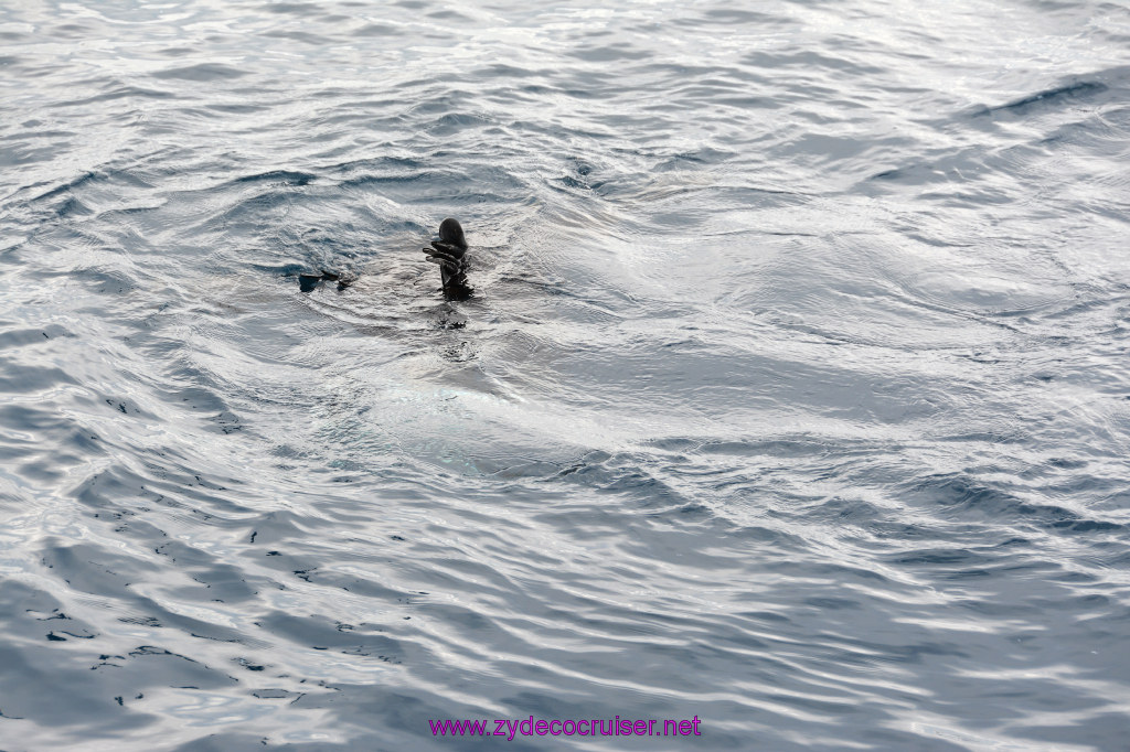 273: Carnival Inspiration, Catalina Island, Coastal Wild Dolphin Adventure, 