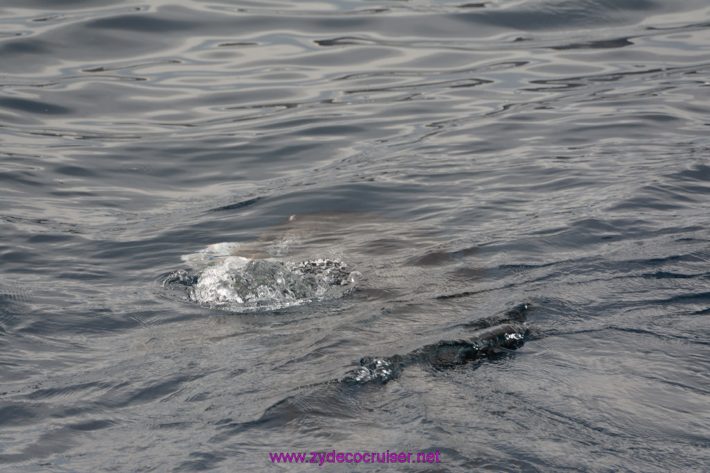 274: Carnival Inspiration, Catalina Island, Coastal Wild Dolphin Adventure, 