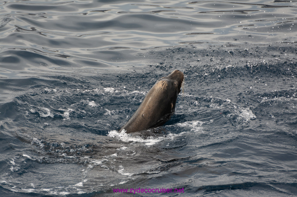 279: Carnival Inspiration, Catalina Island, Coastal Wild Dolphin Adventure, 
