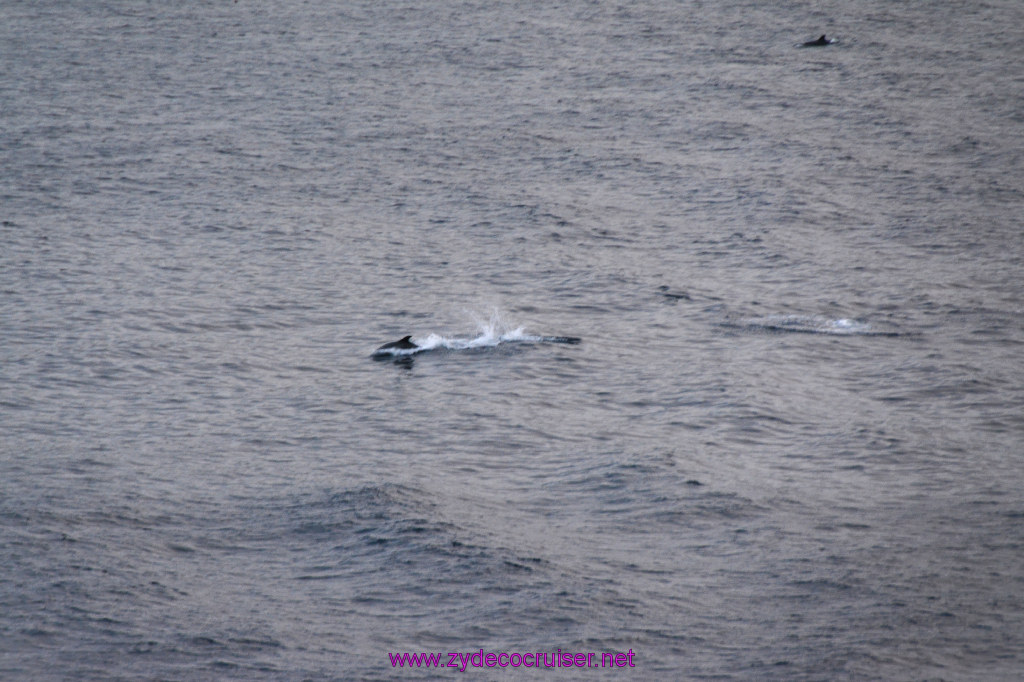 353: Carnival Inspiration, Catalina Island, Wild Dolphins Playing as we sailed away, 