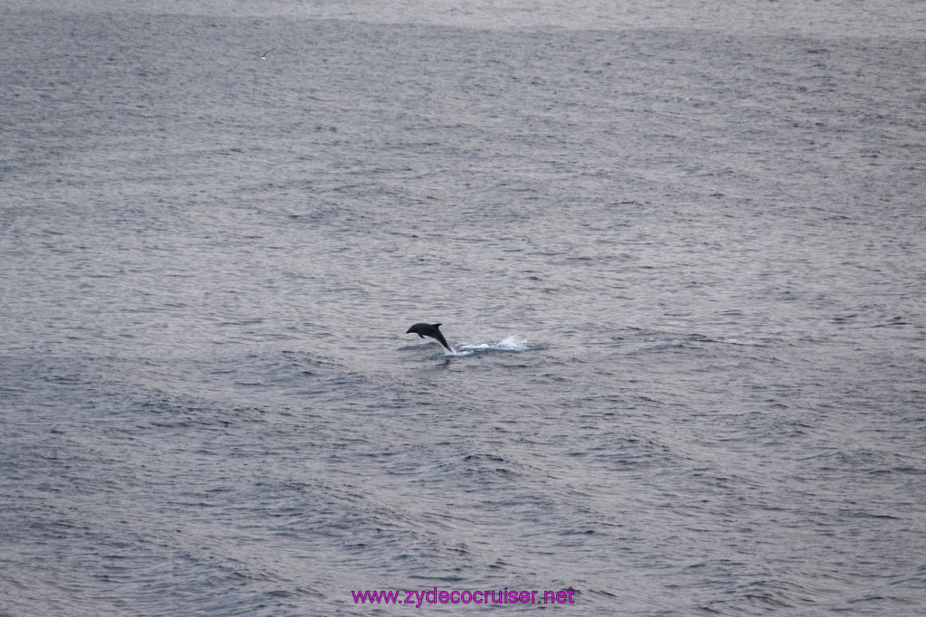 367: Carnival Inspiration, Catalina Island, Wild Dolphins Playing as we sailed away, 