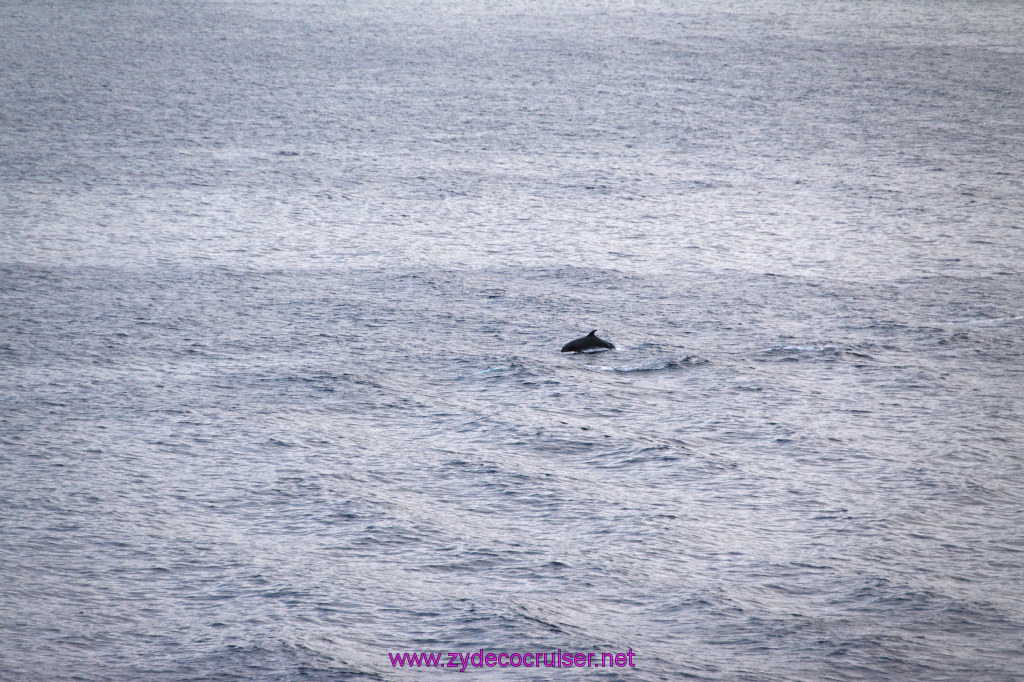 381: Carnival Inspiration, Catalina Island, Wild Dolphins Playing as we sailed away, 