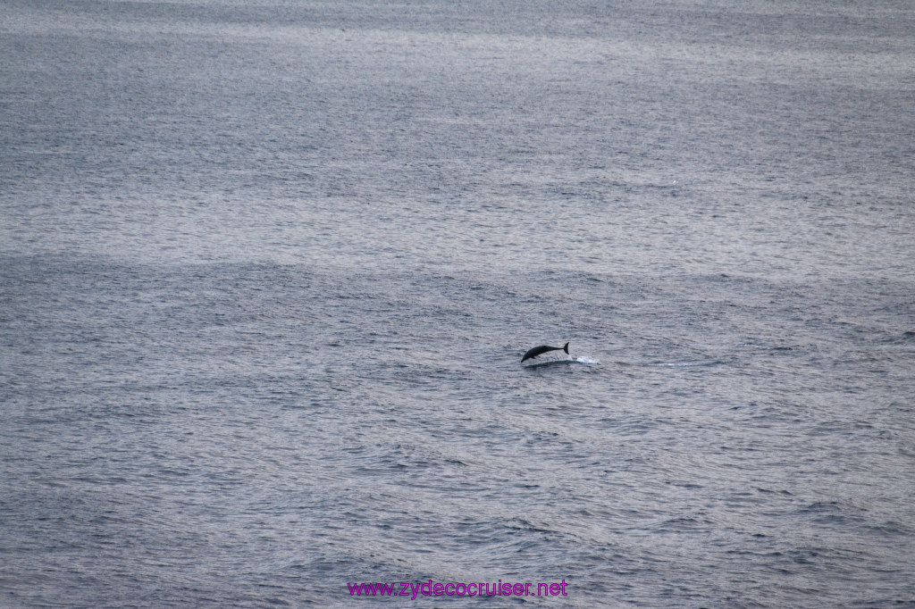 383: Carnival Inspiration, Catalina Island, Wild Dolphins Playing as we sailed away, 